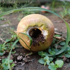 Callosciurinae