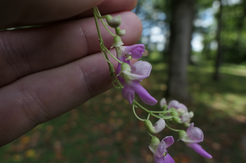 Image of Phaseolus polystachios by (c) Jeff Wilson, some rights reserved (CC BY)