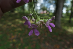 Phaseolus polystachios