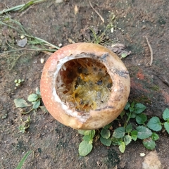 Callosciurinae
