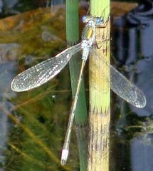 Lestes sponsa