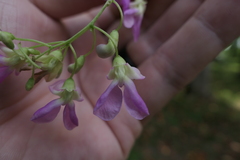 Phaseolus polystachios