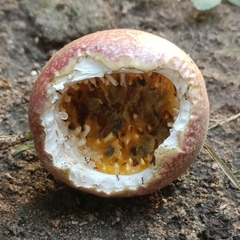 Callosciurinae