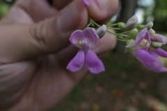 Phaseolus polystachios