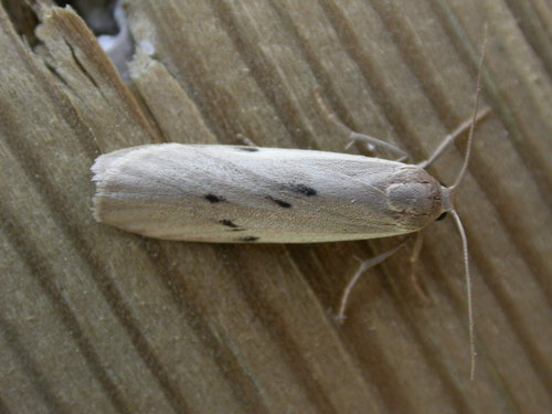 Dotted Footman