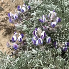 Lupinus breweri bryoides