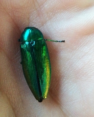 Eurythyrea micans