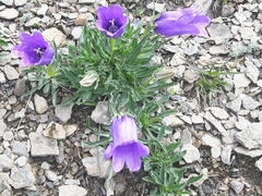 Campanula alpestris