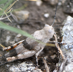 Trimerotropis pistrinaria