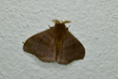 Hylesia coinopus