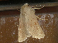 Luperina rubella