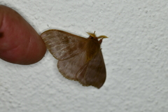 Hylesia coinopus