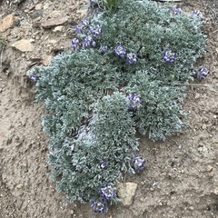 Lupinus breweri bryoides