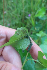 Callipterinella tuberculata