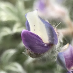 Lupinus breweri bryoides