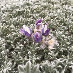 Lupinus breweri bryoides