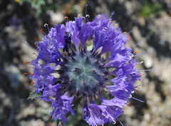 Salvia carduacea