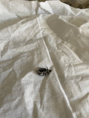 Euphoria sepulcralis