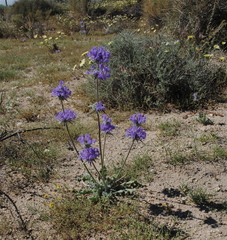 Salvia carduacea