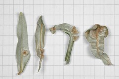 Aceria hippophaena