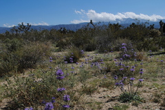 Salvia carduacea