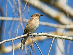 Muscicapa striata