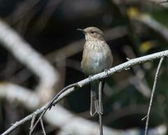 Muscicapa striata
