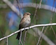Muscicapa striata