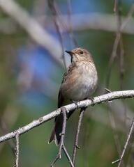 Muscicapa striata