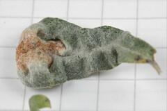 Aceria hippophaena