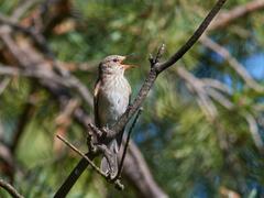 Muscicapa striata