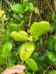 Schlegelia brachyantha