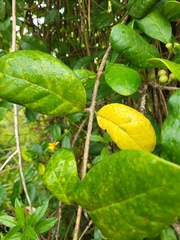 Schlegelia brachyantha