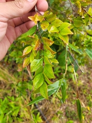 Siphoneugena densiflora