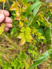 Siphoneugena densiflora