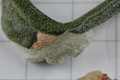 Aceria hippophaena