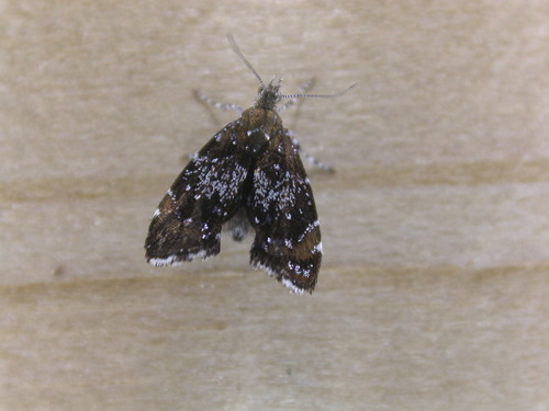 Silver-dot Twitcher