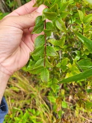 Siphoneugena densiflora