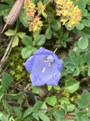 Campanula cochleariifolia