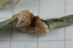 Aceria hippophaena