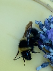 Bombus