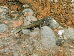 Sceloporus gadoviae