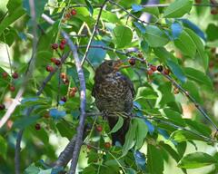 Turdus merula