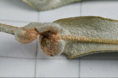 Aceria hippophaena