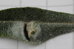 Aceria hippophaena
