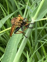 Cophinopoda chinensis