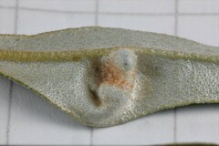 Aceria hippophaena
