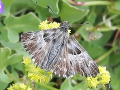 Muschampia floccifera