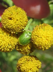 Cassida stigmatica