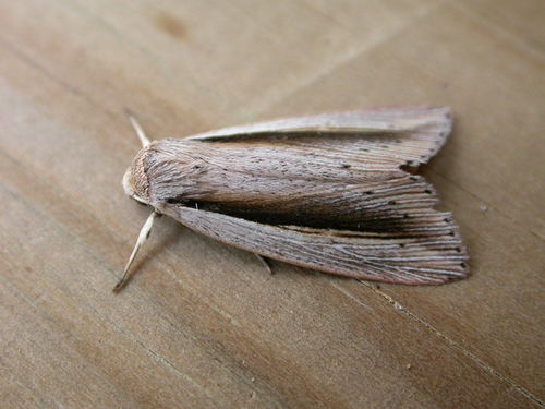 Flame Wainscot